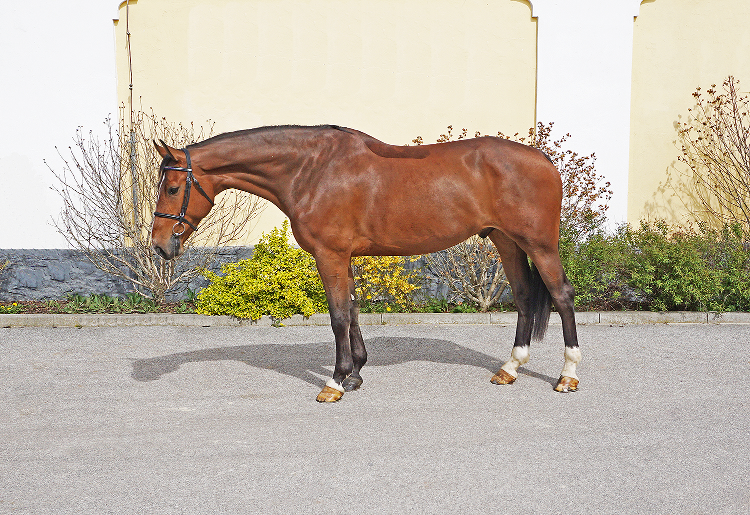Calisto - European sporthorses for sale